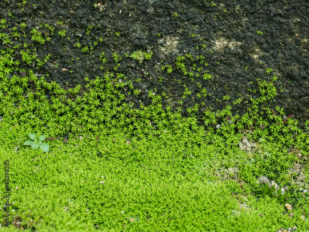 Green moss grow on old wall