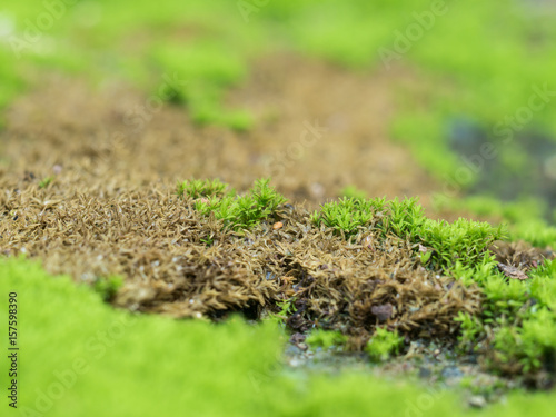 Green moss grow on old wall
