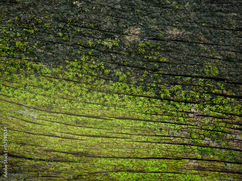 Green moss grow on old wall