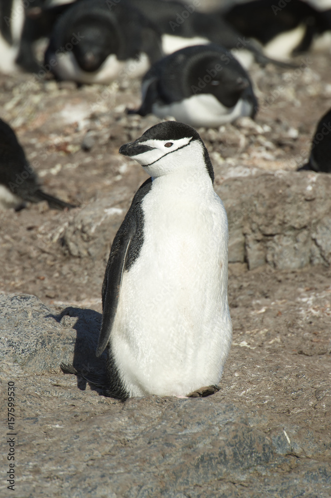 Obraz premium Chinstrap penguin in the antarctic.