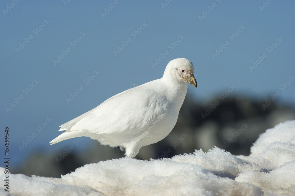 snow petrel snow petrel