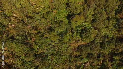 Wallpaper Mural Top View of Trees in a Forest Torontodigital.ca