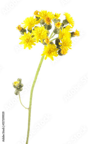 Yellow flowers of hawkweed isolated on white background