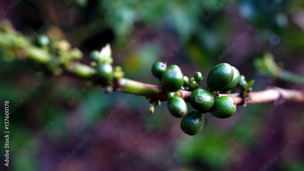 Arabica and Robusta coffee trees, coffee plantation. Arabica and Robusta coffee trees, coffee plantation.