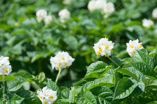白いジャガイモの花