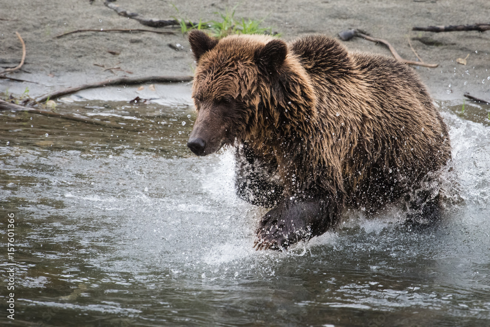 Grizzly bear hunting for Salmon near Bella Coola, BC Grizzly bear hunting for Salmon near Bella Coola, BC