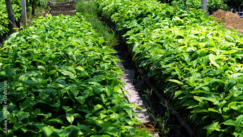 Coffee sapling. Arabica and Robusta coffee trees, coffee plantation. Coffee sapling. Arabica and Robusta coffee trees, coffee plantation.