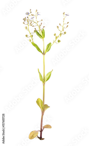 Brooklime or European speedwell (Veronica beccabunga) isolated on white background. Medicinal plant