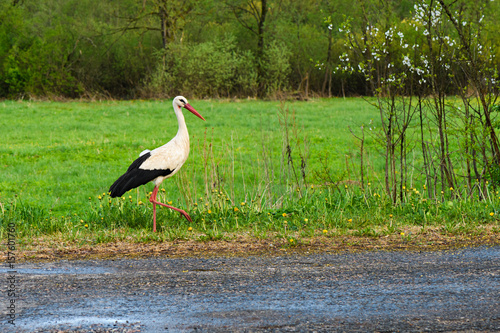 White stork Ciconia ciconia in the natural environment