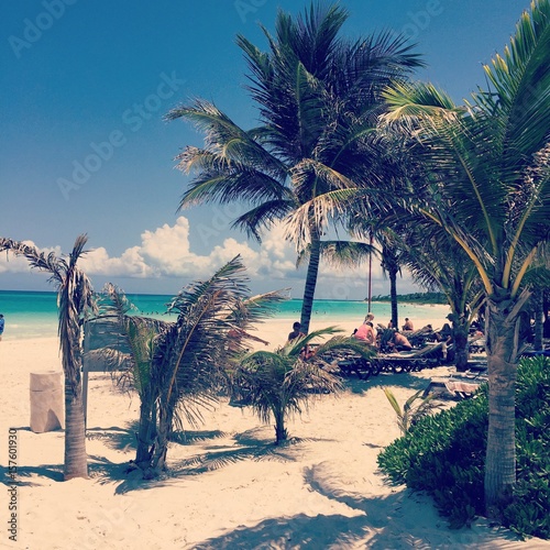 Fototapeta Naklejka Na Ścianę i Meble -  palmeras en el caribe