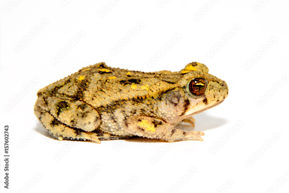 Fototapeta premium Great Plains toad, Anaxyrus cognatus, on white background full side view