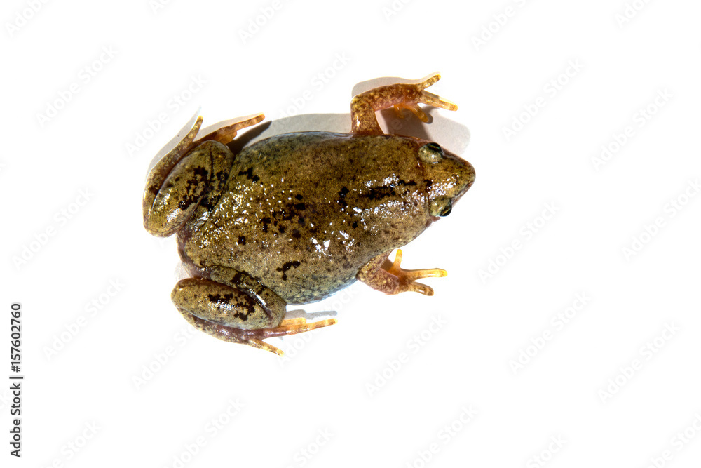 Great Plains Narrow-mouth Toad -- Gastrophryne olivacea, Top view