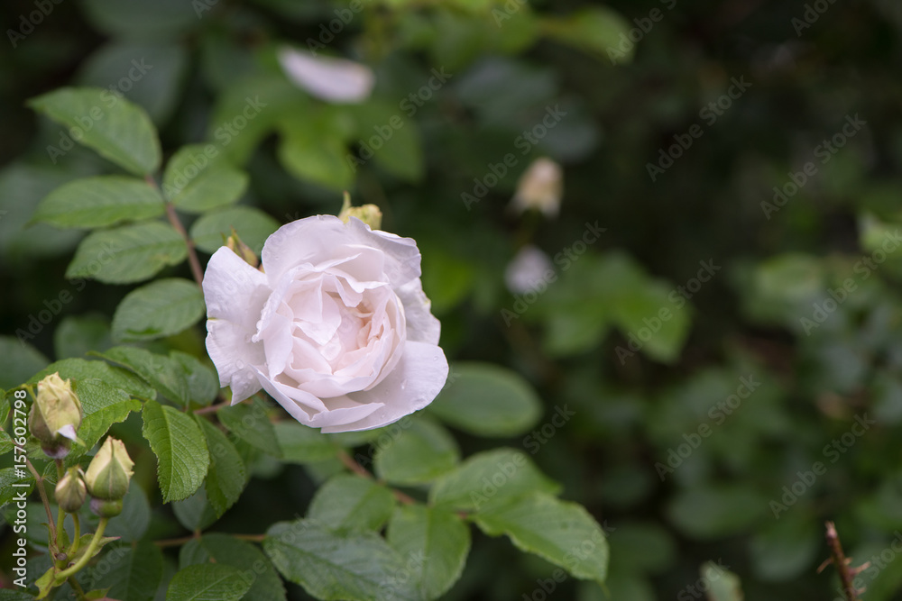 Close-up white rose in garden with blurred background. Close-up white rose in garden with blurred background.