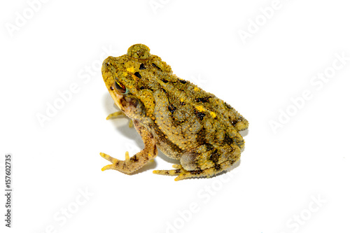 Great Plains toad, Anaxyrus cognatus, on white background full side view photo