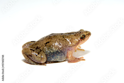 Great Plains Narrow-mouth Toad -- Gastrophryne olivacea, profile