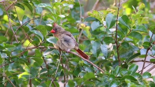 Cardinal Bird in a tree ruffles feathers.
