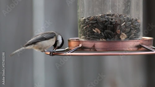 Chickadee eating seeds on a bird feeder.