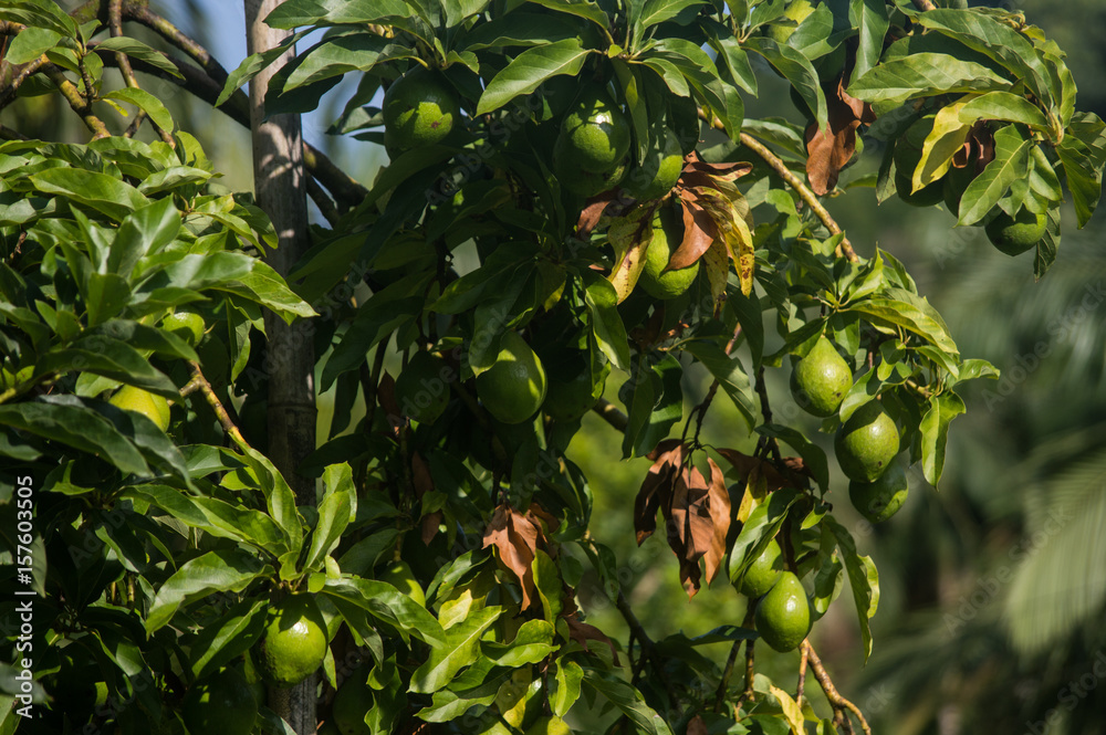 fruit of avocado hanging in the tree