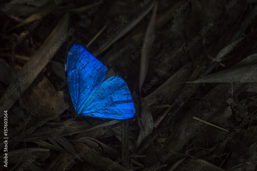 Obraz premium buttefly in the color blue celestial in the middle of leaves dry