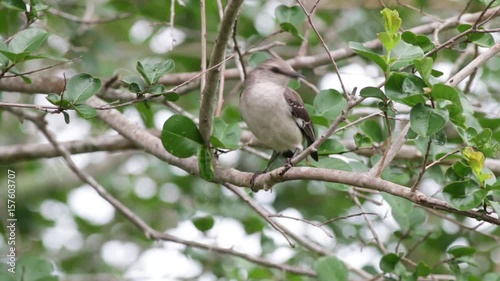 Mocking bird in a tree flies away.