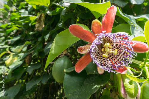 the passion fruit is not only delicious 