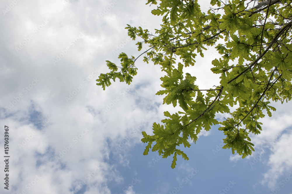 Tree Leaves and Branches Over Clouds and Blue Sky Tree Leaves and Branches Over Clouds and Blue Sky
