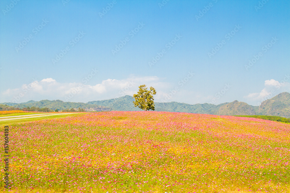 Cosmos flowers field landscape