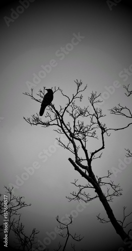 The Crow's Tree