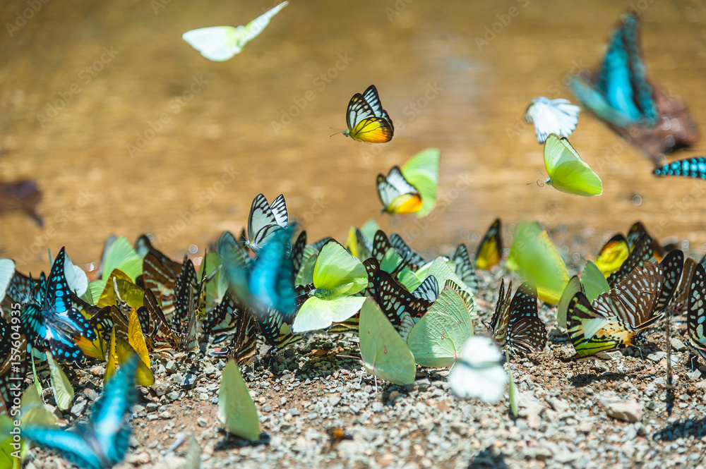 Naklejka premium Group of butterflies puddling on the ground and flying in nature, Thailand Butterflies swarm eats minerals in Ban Krang Camp, Kaeng Krachan National Park at Thailand