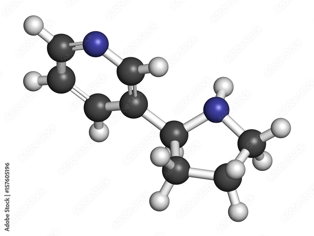 Nornicotine alkaloid molecule. Related to nicotine and also found in Nicotiana plants. 3D rendering. Atoms are represented as spheres with conventional color coding. Nornicotine alkaloid molecule. Related to nicotine and also found in Nicotiana plants. 3D rendering. Atoms are represented as spheres with conventional color coding.