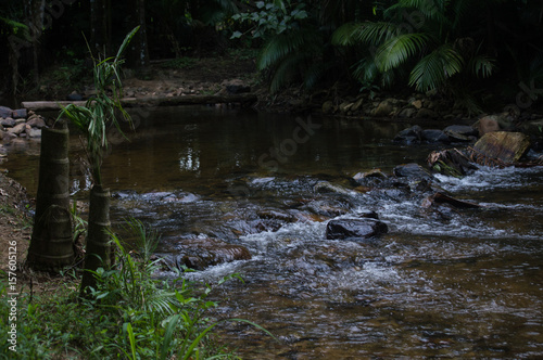 small river of waters clear with bridge of trunk of wood on the bottom