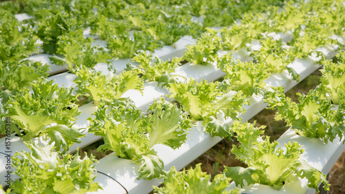 Lettuce vegetables at hydroponic farm