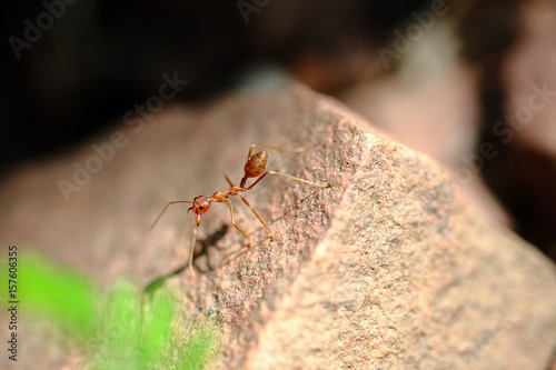 ant 