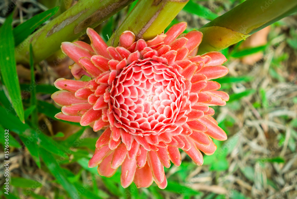 Stockfoto Top view of Etlingera elatior flower. It is also known as