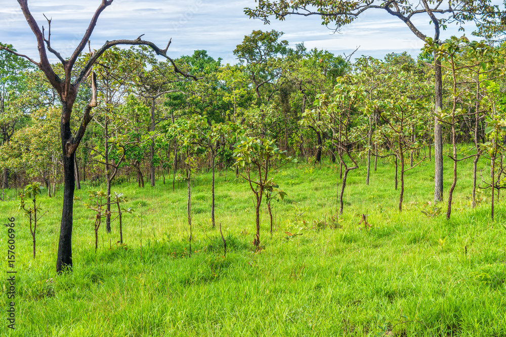 Landscape view of tropical savanna in Thailand. A mixed woodland grassland ecosystem.