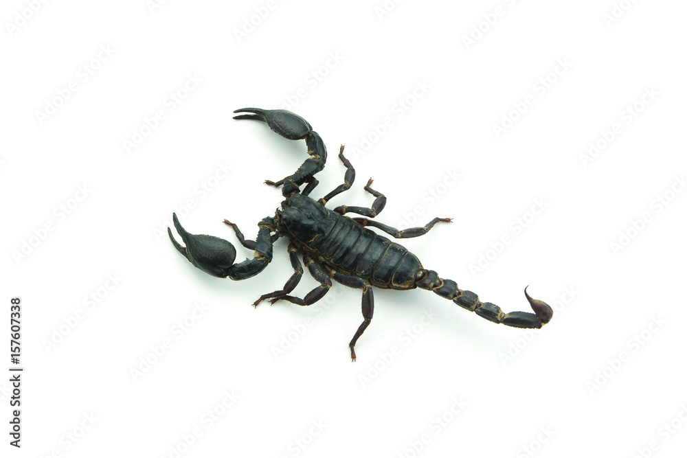 Naklejka premium Closeup Scorpion isolated on white background