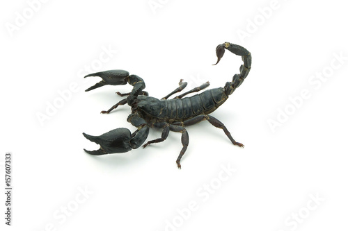 Closeup Scorpion isolated on white background