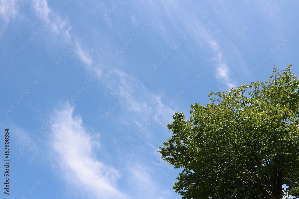 木々の上に広がる青空と雲 木々の上に広がる青空と雲