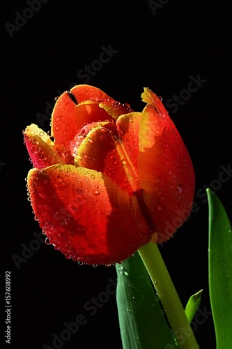 Single orange to yellow patchy tulip flower with drops of water on petals, front view, black background, green leaves visible photo