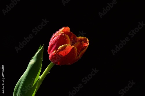 Single orange to yellow patchy tulip flower looking right with drops of water on petals and leaves, black background photo