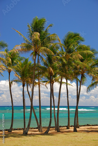 Troplcal palm grove on beach photo