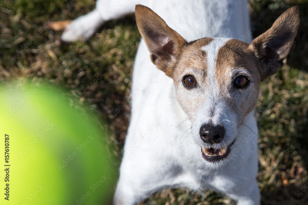 Jack Russell Terrier Looking at Ball