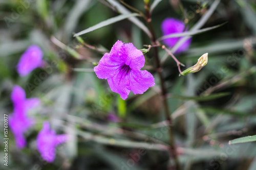 Purple ruellia tuberosa Flowers background.  photo