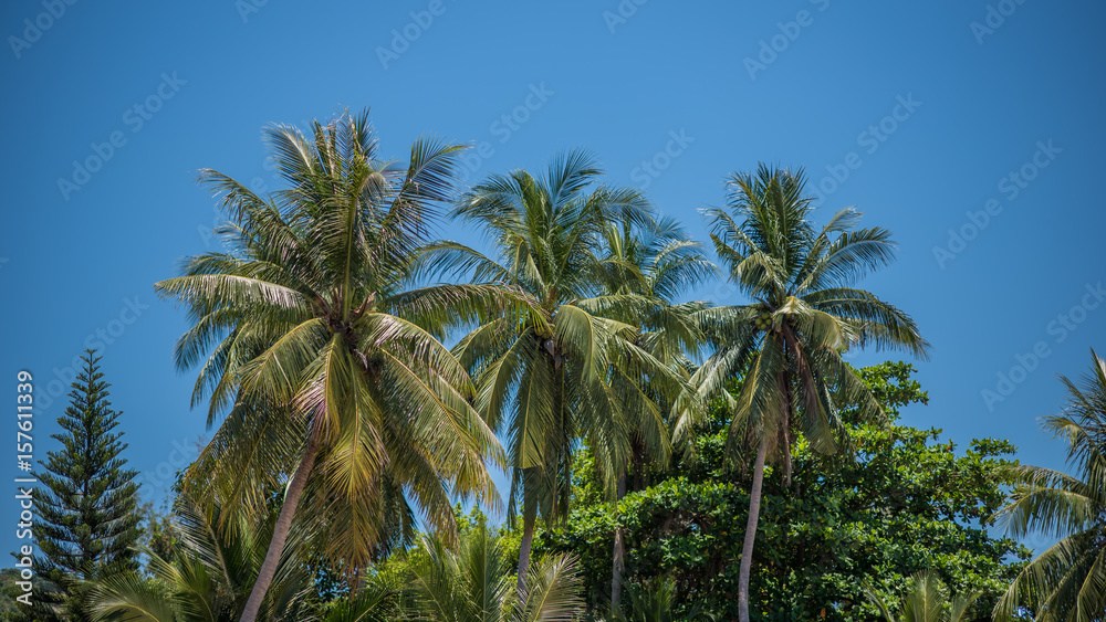Coconut Tree And Vivid Sky Background