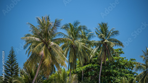 Coconut Tree And Vivid Sky Background © Aris Suwanmalee
