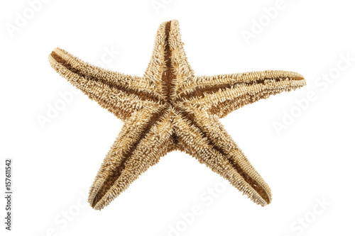 Starfish isolated on white background