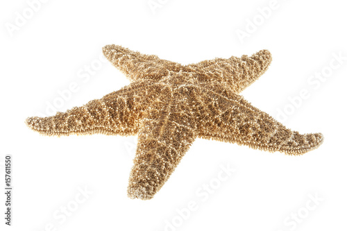 Starfish isolated on white background