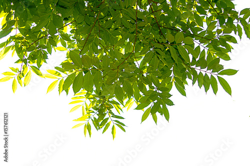 Green tree branch isolated