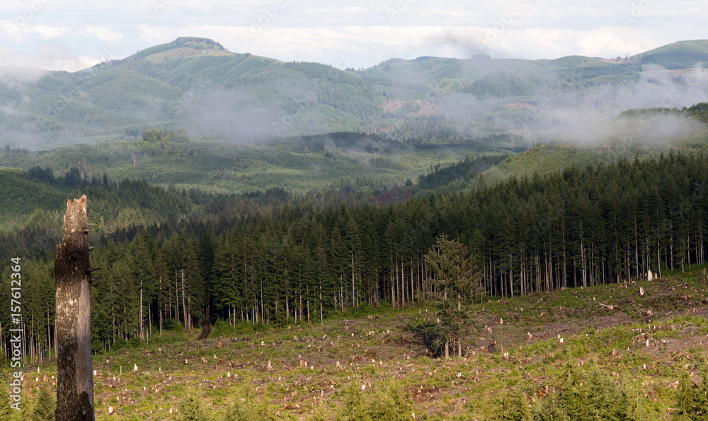 Foggy Mountain Clearcut Logging Effect Tree Stumps Deforestation