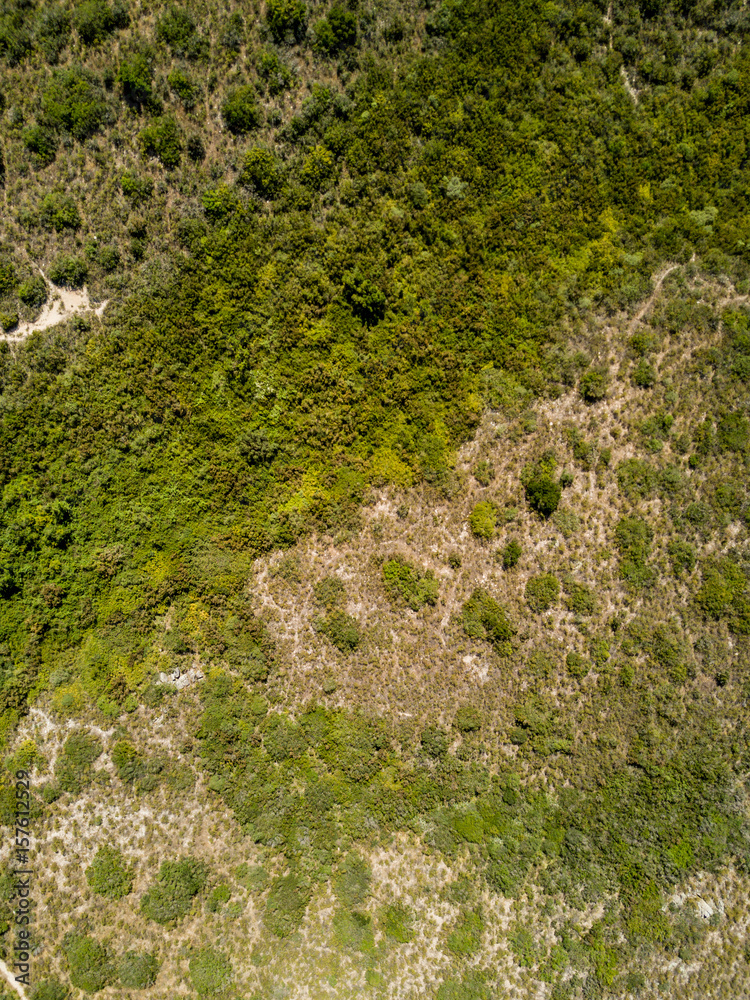 Aerial view of shrubs